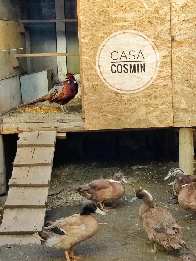 Casa Cosmin Cincu Hotel Екстериор снимка